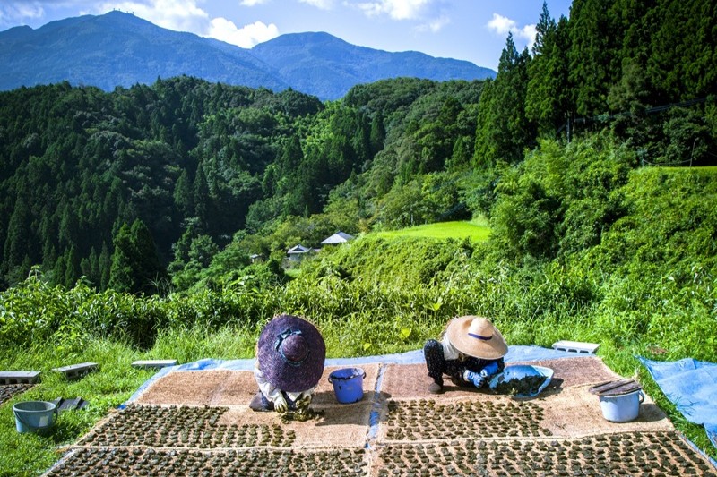 茶葉を天日干しする様子。碁石に見える。